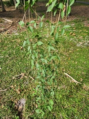 Dolichandra unguis-cati