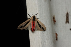 Creatonotos gangis-interrupta agg