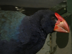 Porphyrio hochstetteri