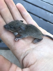 Rattus rattus