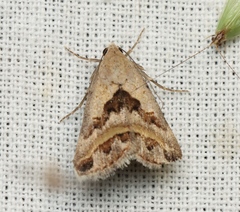 Acantholipes