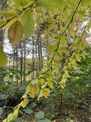 Betula alleghaniensis