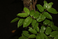 Xylocarpus moluccensis