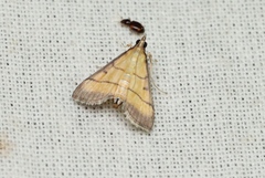 Cnaphalocrocis