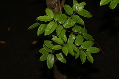 Xylocarpus moluccensis