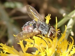 Paradejeania rutilioides