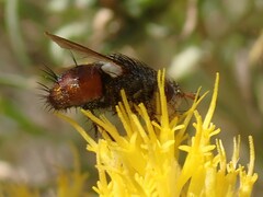 Paradejeania rutilioides