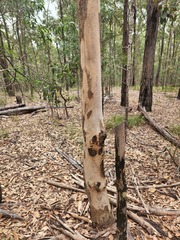 Eucalyptus propinqua