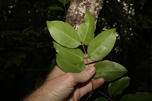 Image of Xylocarpus moluccensis by (c) Greg Tasney, some rights reserved (CC BY-SA)
