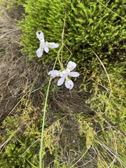 Moraea