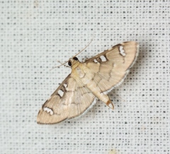 Cotachena