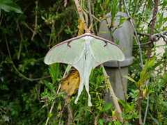 Actias truncatipennis