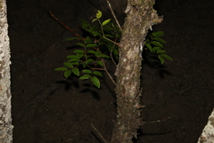 Xylocarpus moluccensis