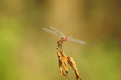 Urothemis assignata