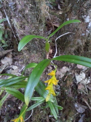 Bulbophyllum auriflorum image