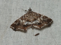 Paracymoriza
