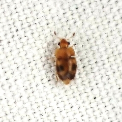 Epuraea ocularis