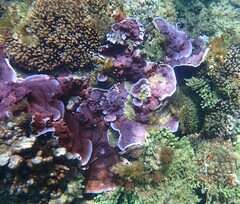 Montipora