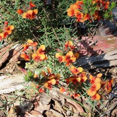 Dillwynia sericea