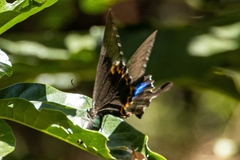 Papilio hermosanus