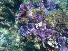 Montipora