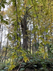 Betula alleghaniensis
