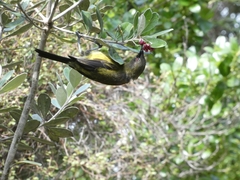 Anthornis melanura melanura