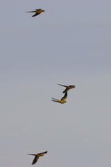 Polytelis anthopeplus