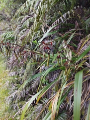 Phormium cookianum