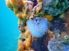 Clavelina moluccensis