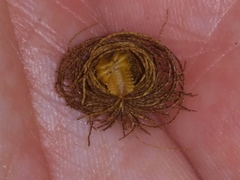 Hemisphaerota cyanea