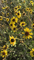 Encelia canescens