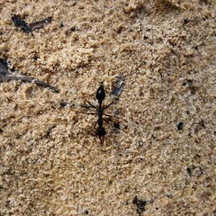 Myrmecia