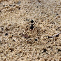 Myrmecia