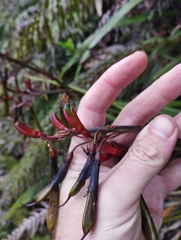 Phormium cookianum