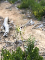 Caladenia tentaculata