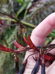 Phormium cookianum