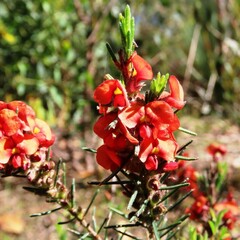 Dillwynia sericea
