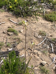 Caladenia tentaculata