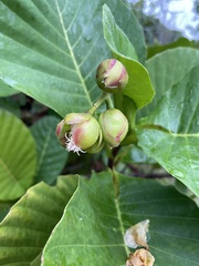 Dillenia suffruticosa
