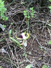 Caladenia tentaculata