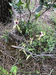 Caladenia tentaculata