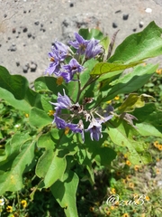 Solanum lanceolatum