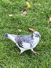 Columba livia domestica