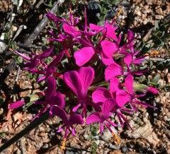 Pelargonium incrassatum