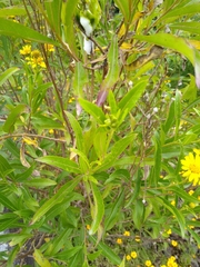 Verbesina virgata