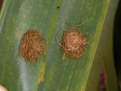 Hemisphaerota cyanea