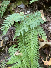 Polypodium