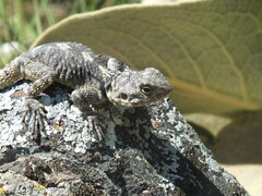 Laudakia stellio daani