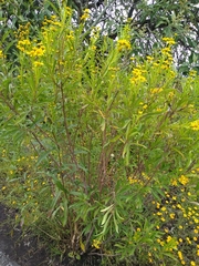 Verbesina virgata